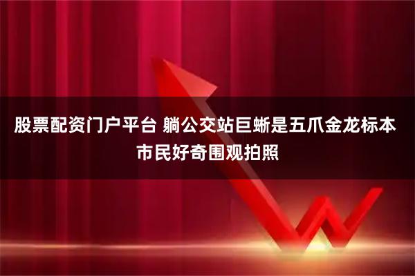 股票配资门户平台 躺公交站巨蜥是五爪金龙标本 市民好奇围观拍照